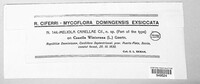 Meliola canellae image